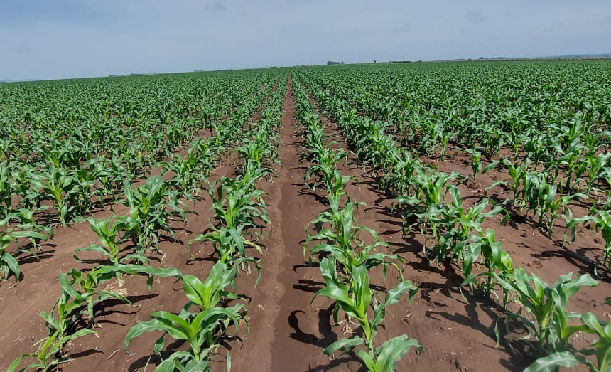 Young-maize
