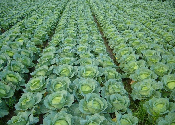 Cabbage Farming Agripack Seeds