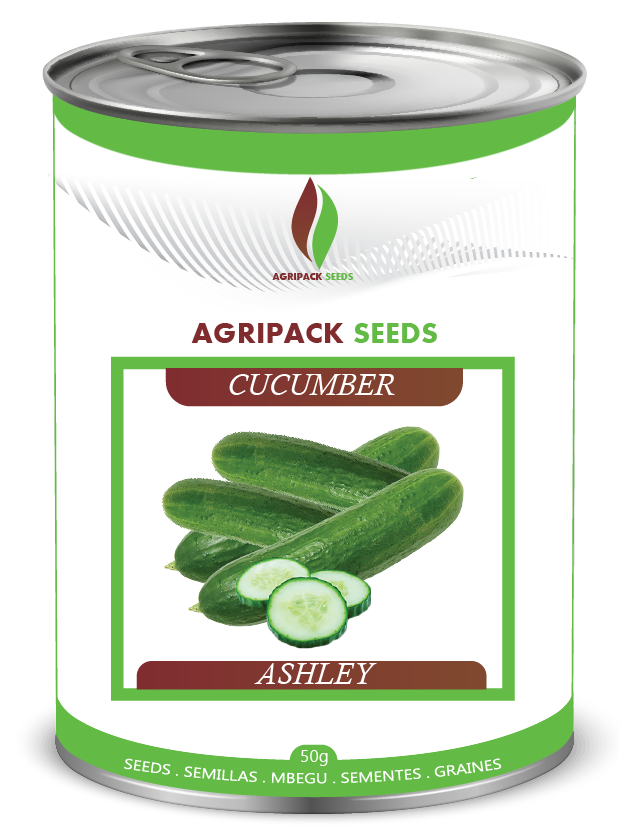 CUCUMBER ASHLEY