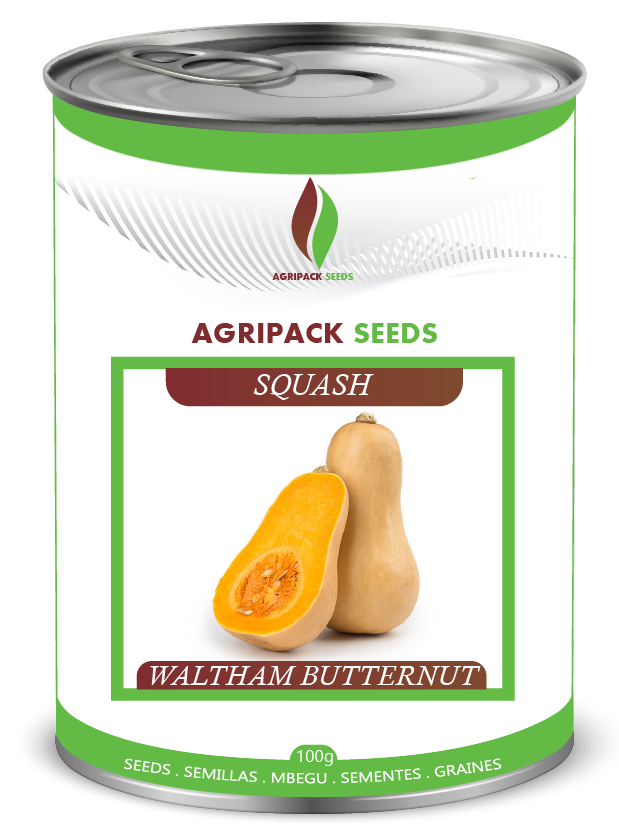 SQUASH WALTHAM BUTTERNUT