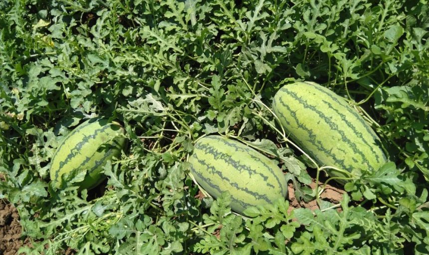 Watermelon Tamara F1