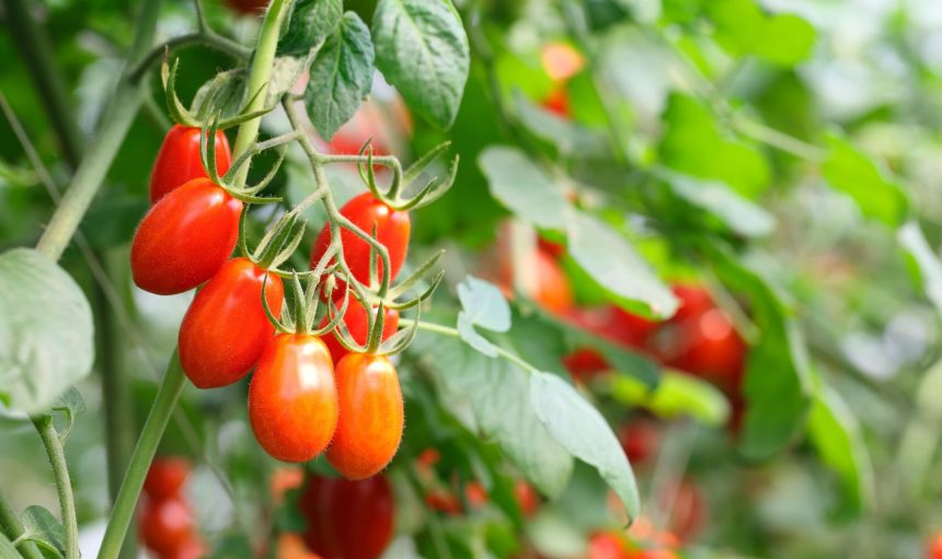 Saladete-Tomato-In-The-Farm-min-scaled