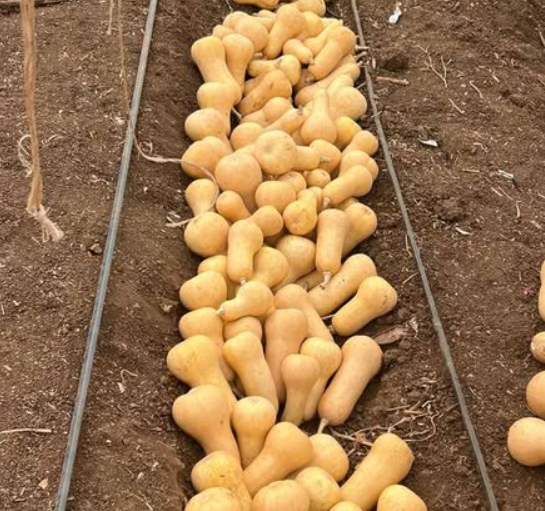 Walthum-Butternut.png